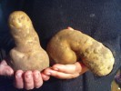"Wunder der Natur" 2 Kartoffel Dildo/ Penis  Supergro ca.15cm Superschwer ca1Kg