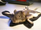 Musevorleger Prparat ausgestopft rug mouse Taxidermy